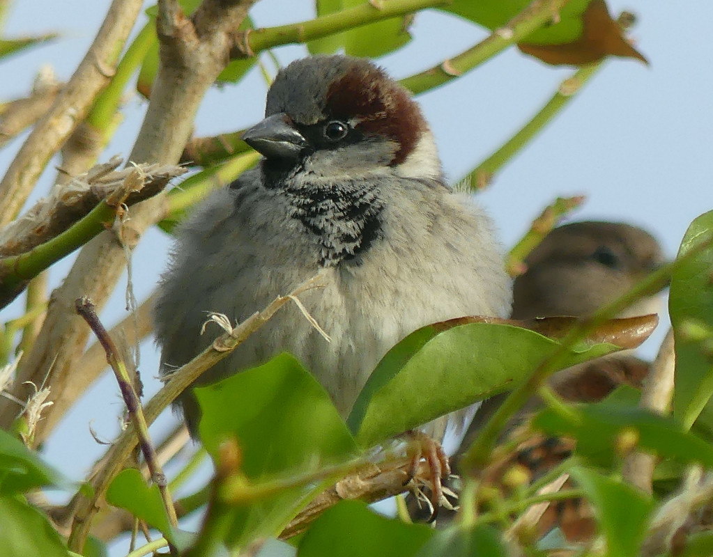 SPARROW 3