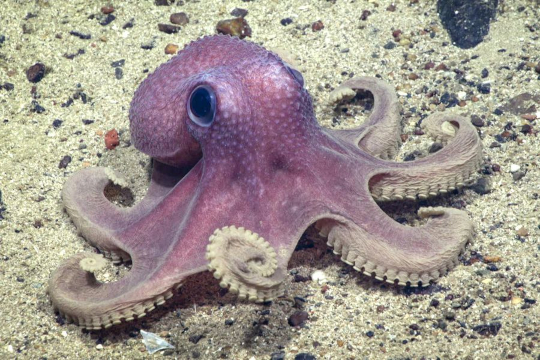 octopus-small.jpg