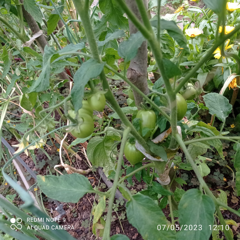 IMG_20230705_121045