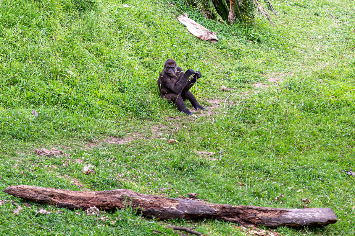 CANTABRIA - Blogs de España - CABÁRCENO (7)