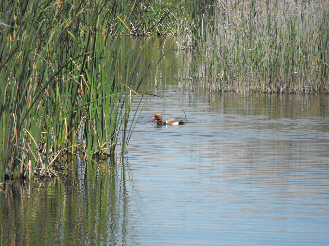 Tablas-de-Daimiel-05-pato-colorado-03