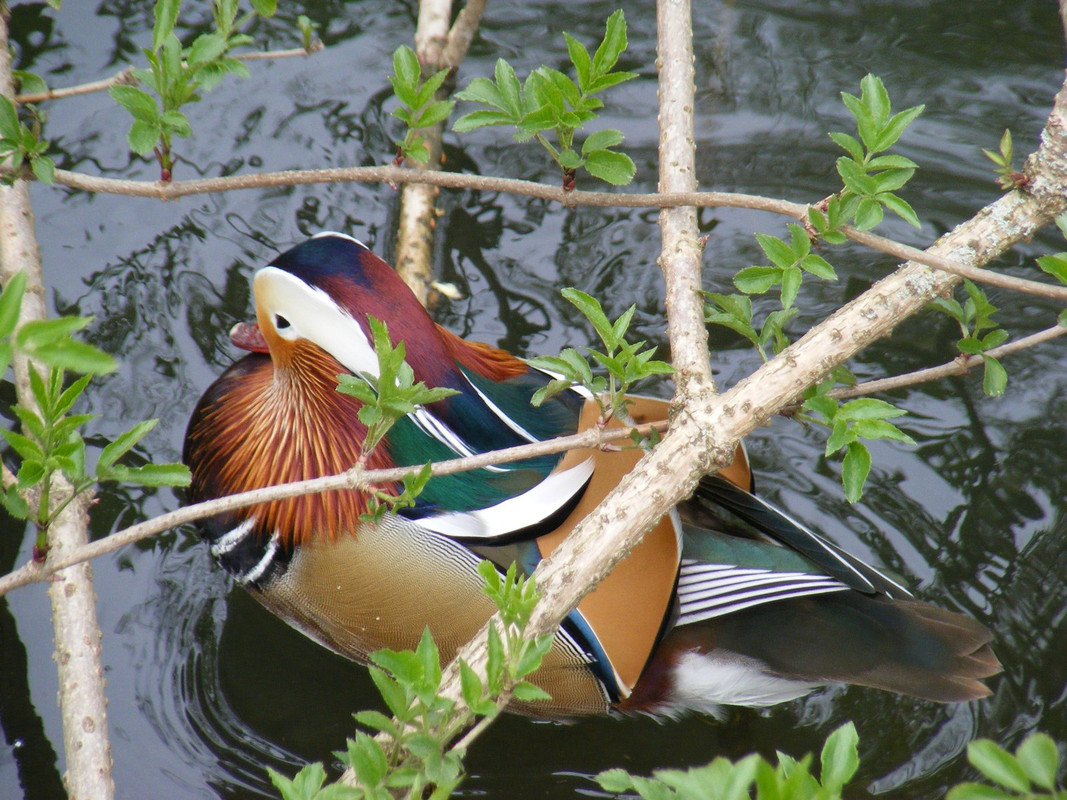 Mandarin-duck33.jpg