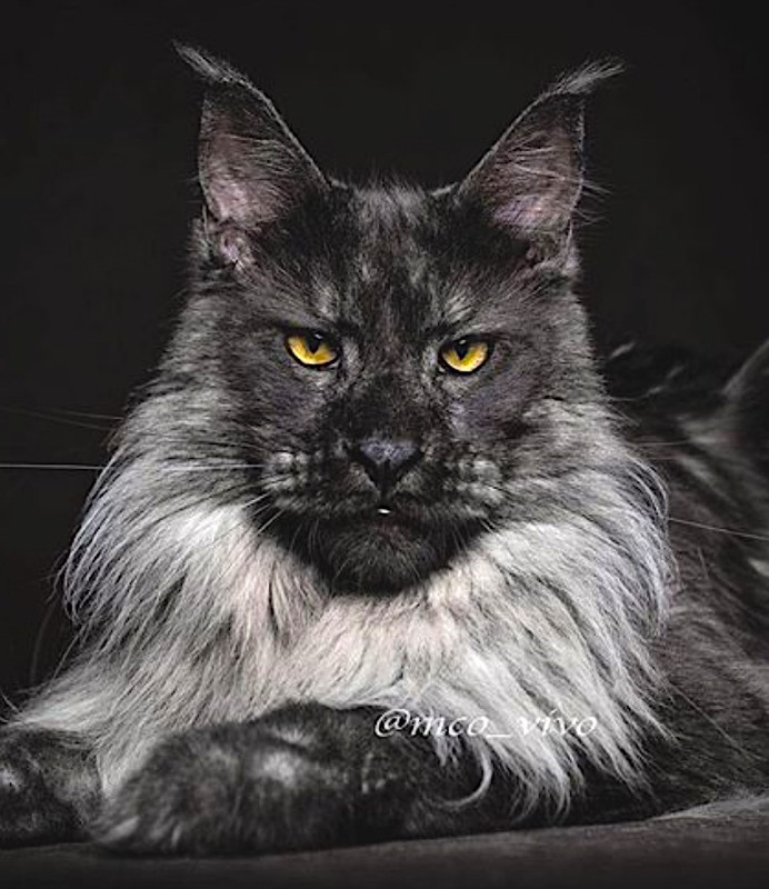Superb-Maine-Coon