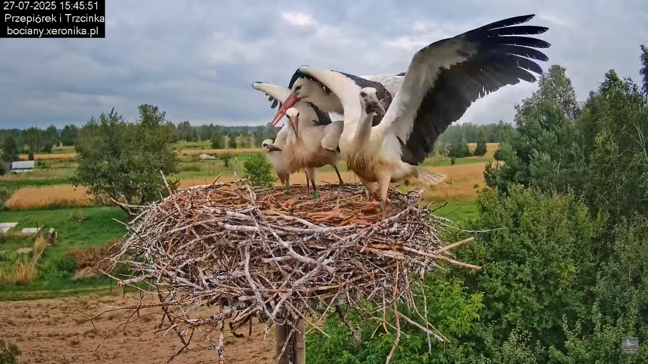 27072025bociany42