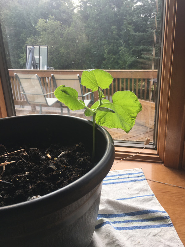 EFDB9524-B95A-4004-930E-BFCD4F85EEEC