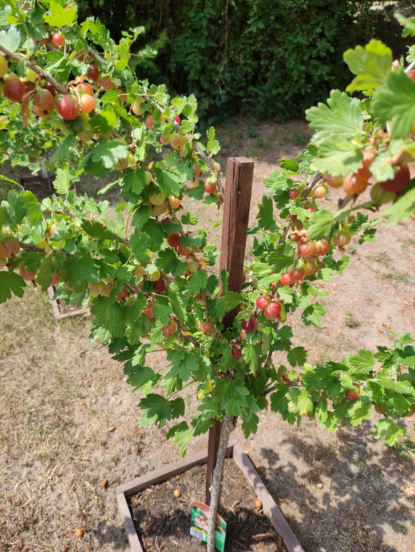 stachelbeeren.jpg