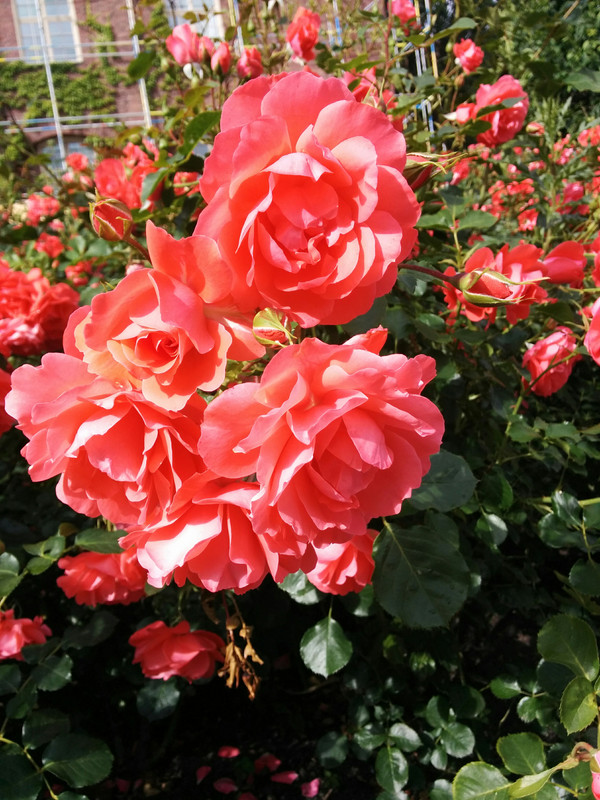 IMG_20190702_163951