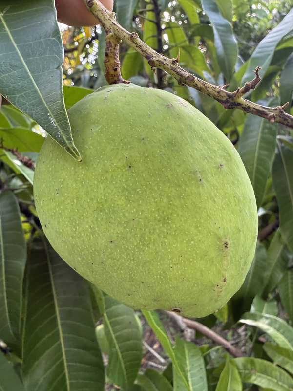 Mango CL 526