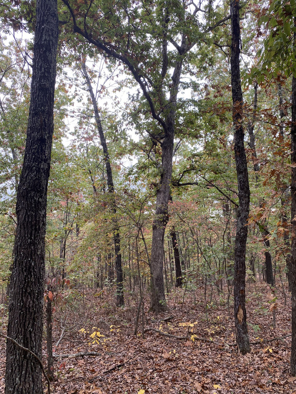 🌟 Seize Your Slice of Serenity near Turkey Mountain Golf Course - 0.7 Acres of Pure Potential Await in Izard County, Arkansas! 🌳🏞️