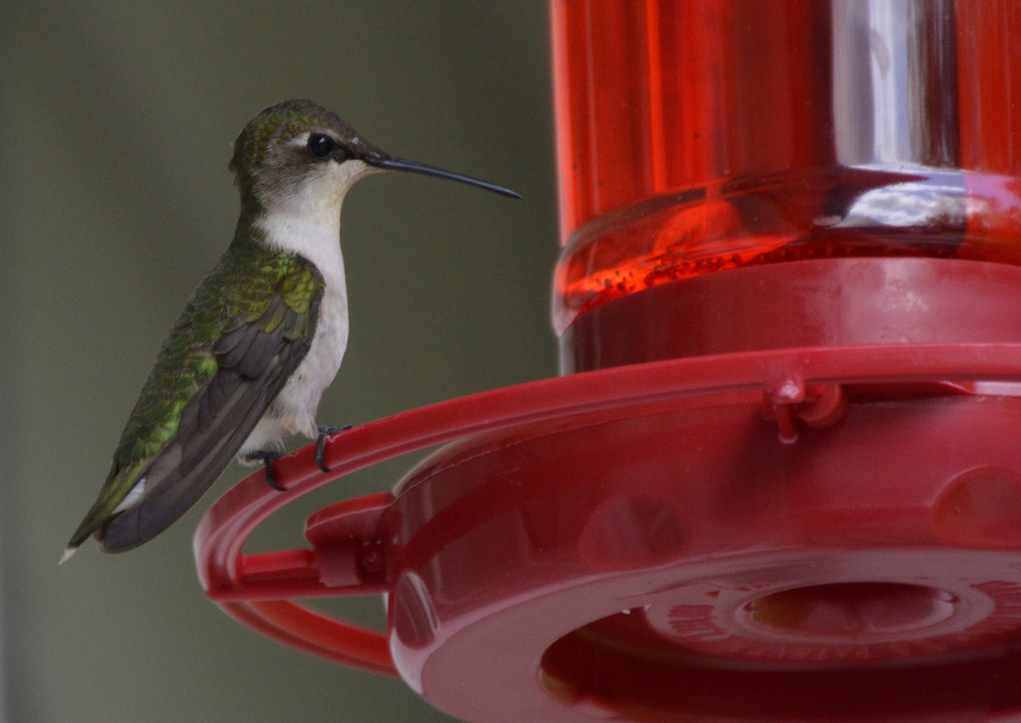 2021-5-6 Hummingbird Left (4)