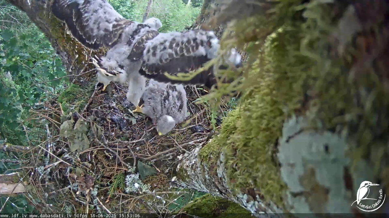 Melnās klijas (Milvus migrans) Kurzemē_ peļu klijāni (Buteo buteo) 11-32-48 screenshot