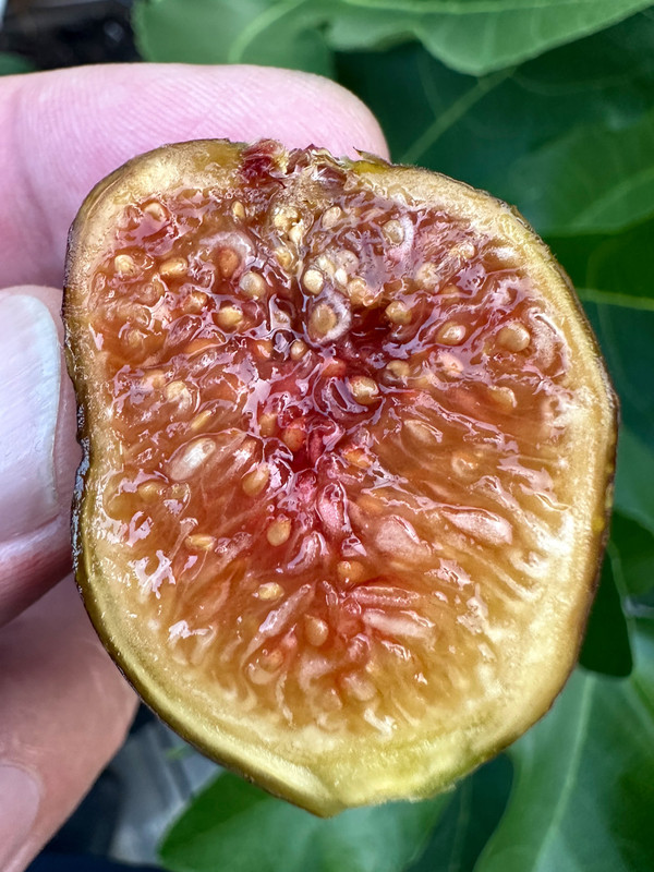 figs-507.jpg