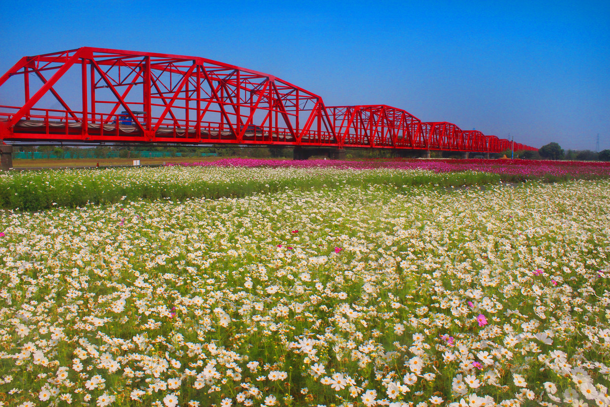 Puente en 50 Yüan de Taiwan P1990 Image