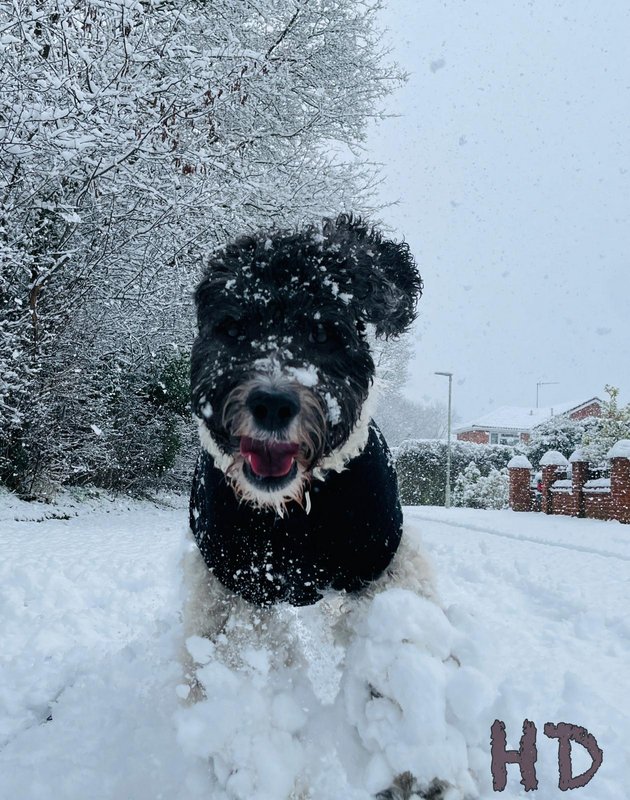 digs-snow-jan-24th-2021.jpg
