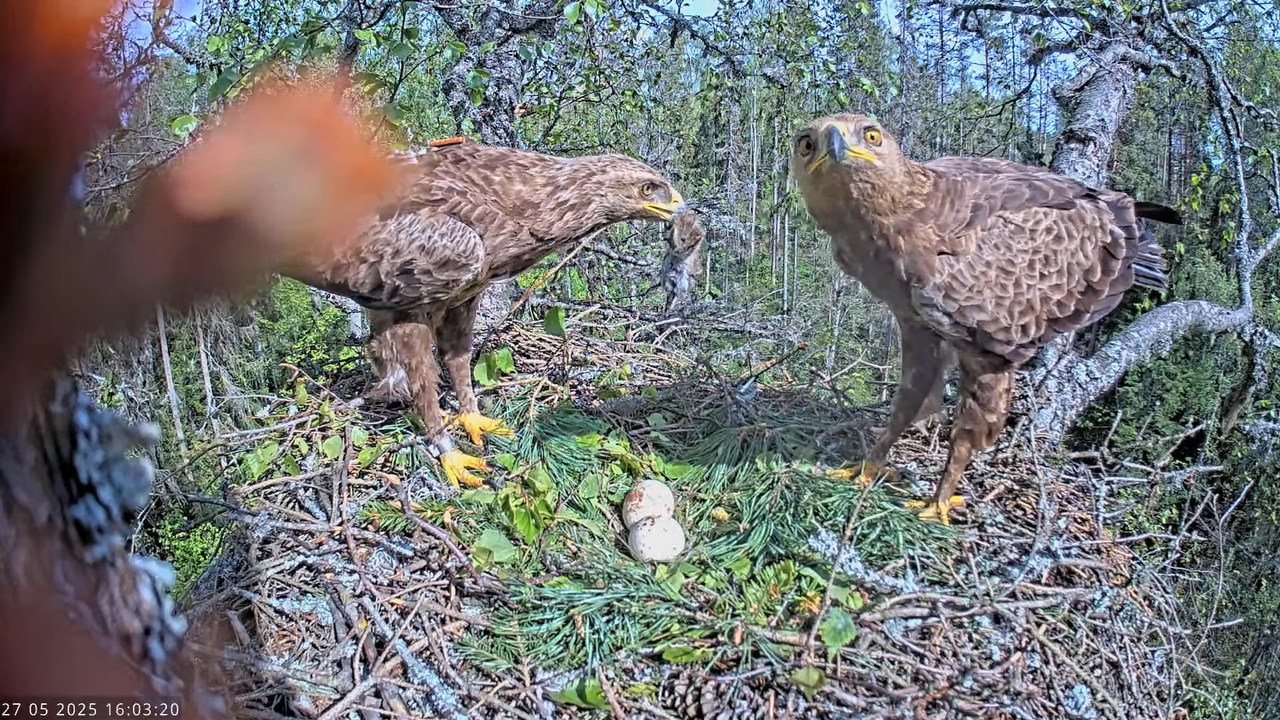 Väike-konnakotkas __ Clanga pomarina __ Lesser Spotted Eagle 11-36-35 screenshot
