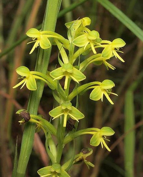 Habenaria chlorina