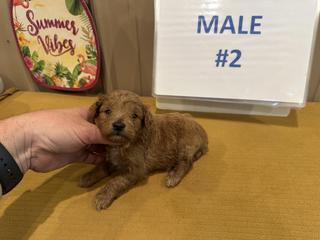 m male 2