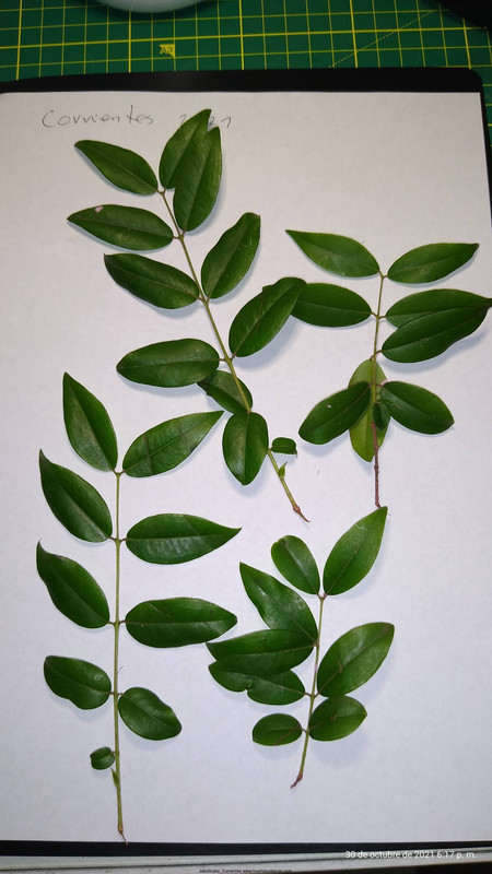 Huertasurbanas_com-IMG_20211030_181707125.jpg-20211030_184628Jaboticaba_Corrientes