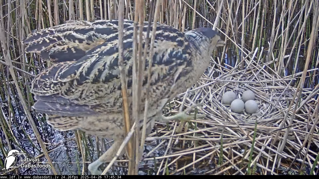 LDF Lielais dumpis (Botaurus stellaris) Zemītes pagastā 11-56-2 screenshot