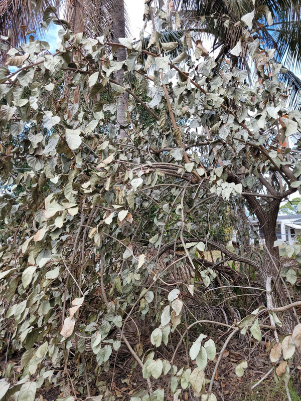 Resized 20260204 102138