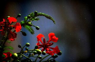 [Image: dsc_0272.jpg]