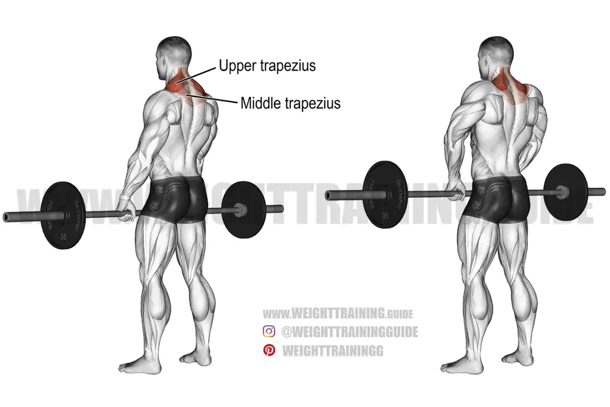 Barbell Shrug