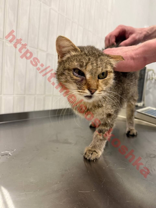 photo 5397590817020516218 y