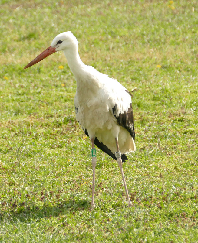 Jászberény_7_230329_fot_KWalasz_P4430692