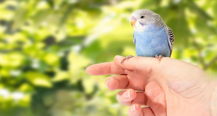 taming a parrot