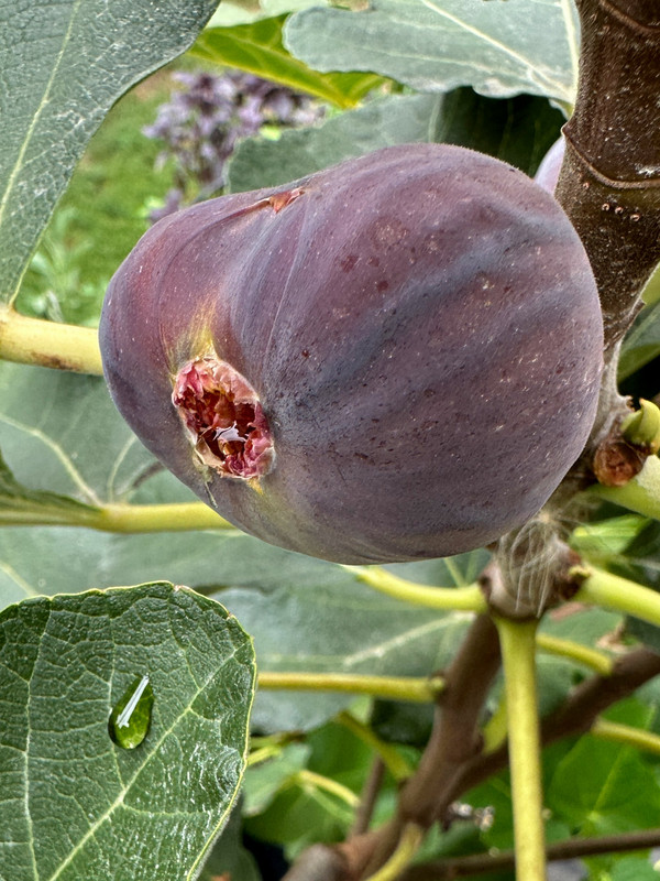 figs-75.jpg