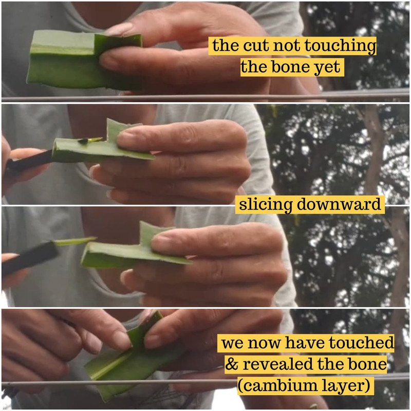slicing-the-cambium-layer-dragon-fruit.jpg