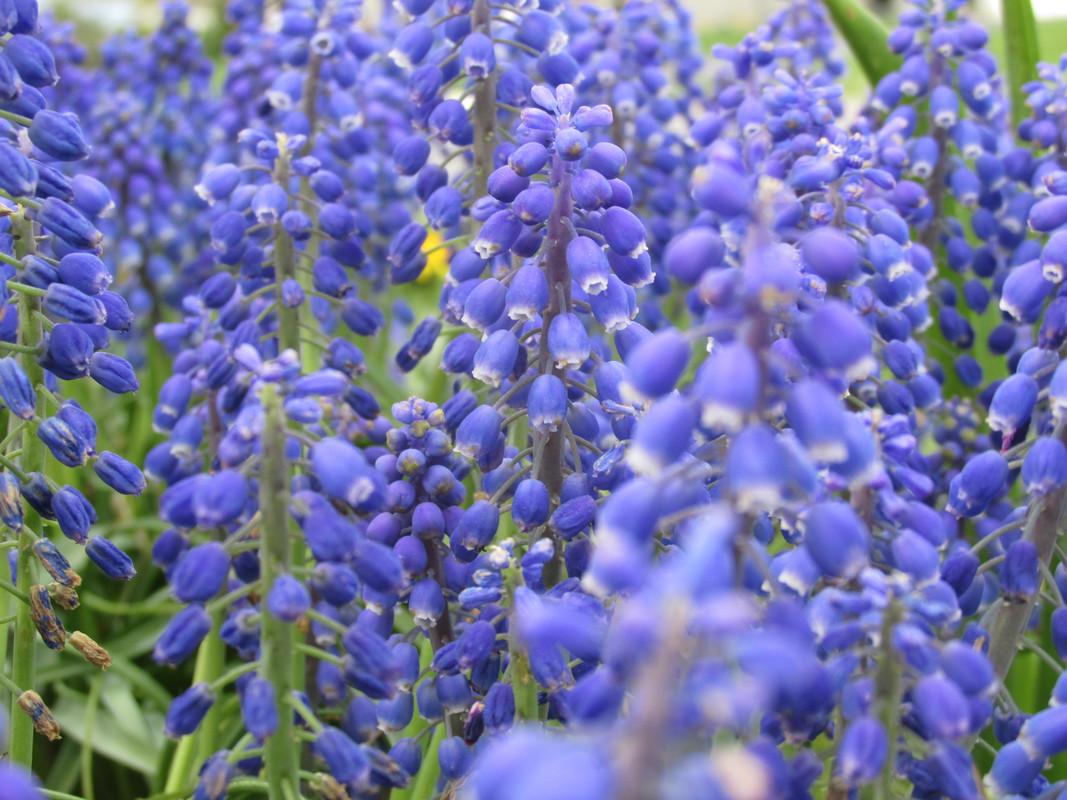 Lawn and Gardens 04.23.2019  (4)