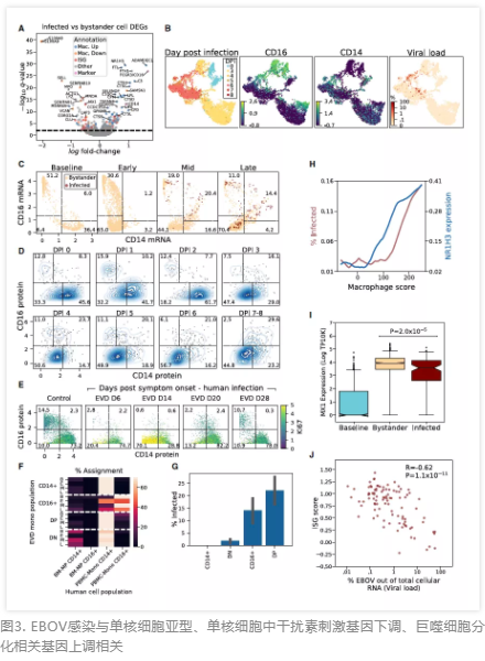 埃博拉病毒病的单细胞图谱分析揭示了病毒与宿主的动态变化-3.png