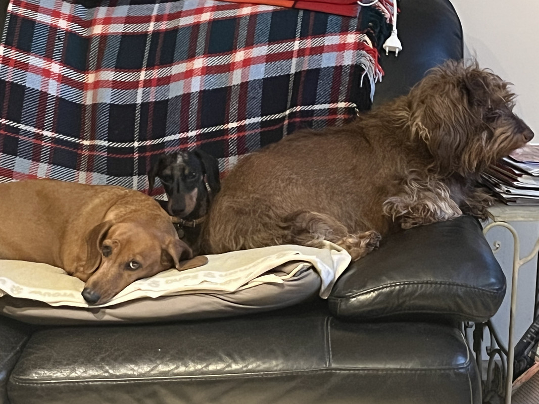 [Image: F1011-C31-1-C6-C-4-A51-B906-FDC64-AE0-EBE2.jpg]