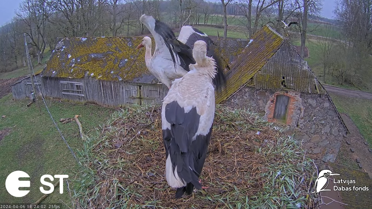 Baltie stārķi (Ciconia ciconia) Tukuma novadā - LDF tiešraide __ White storks in Tukums, Latvia 9-1-