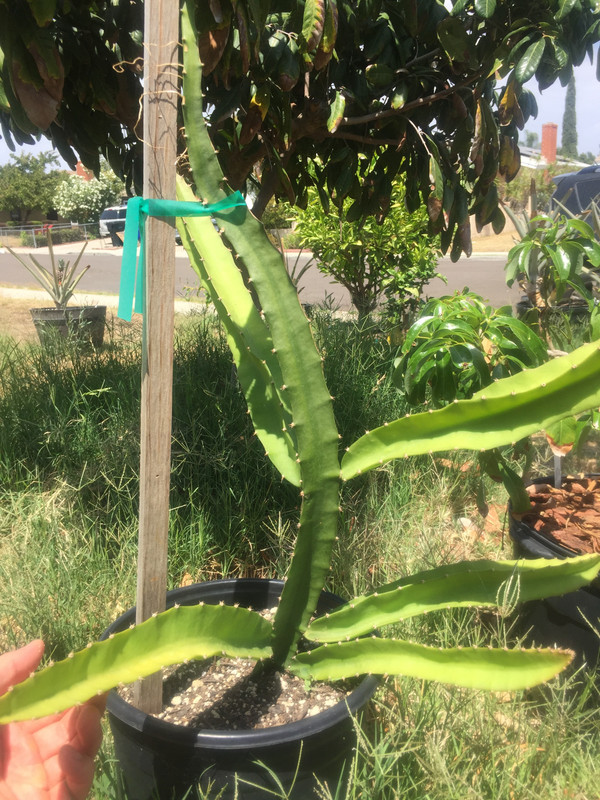 CAE9DCE0-FC41-4AB1-A3BA-C1CA5DBA0291