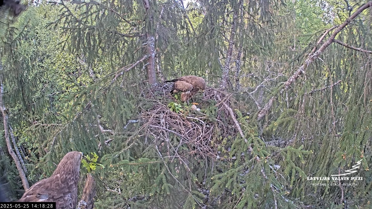 LVM mazais ērglis Lisiņa, egle2 – Lesser Spotted Eagle 13-16-38 screenshot