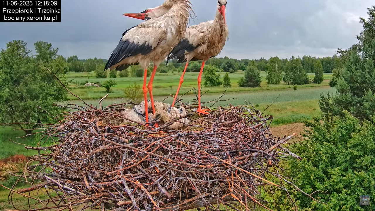 11062025bociany33