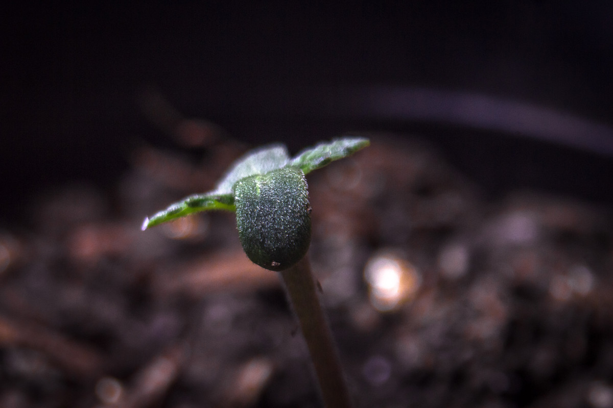 seguimientoindoor1.01 (1 de 13)