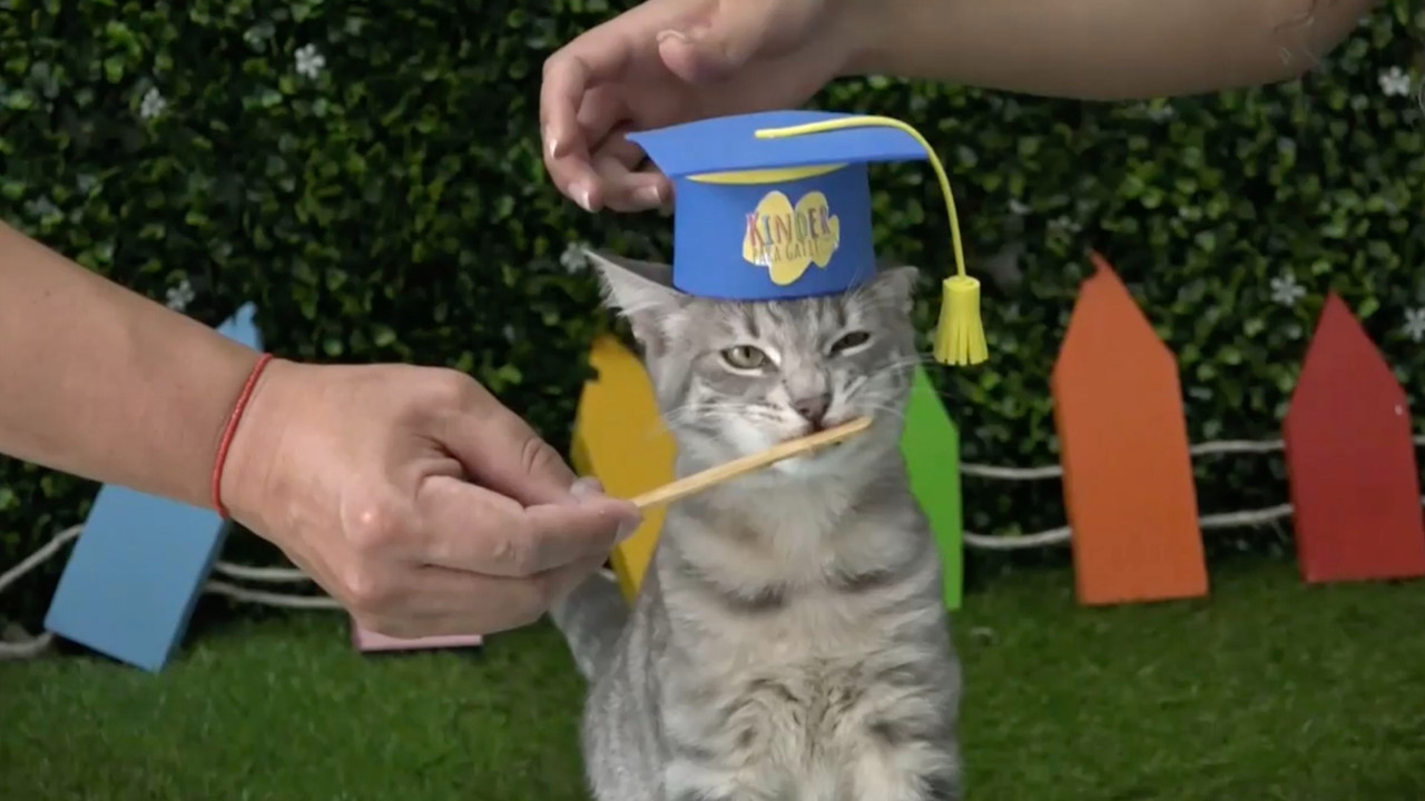 Crean el primer kínder para gatos en Ecuador