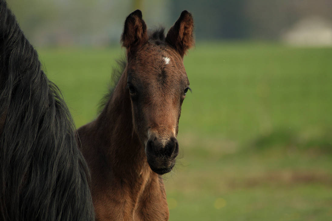 foal-stock-35-by-bundy-stock-d3elgby-pre.jpg