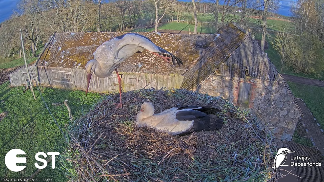 Baltie stārķi (Ciconia ciconia) Tukuma novadā - LDF tiešraide __ White storks in Tukums, Latvia 16-2