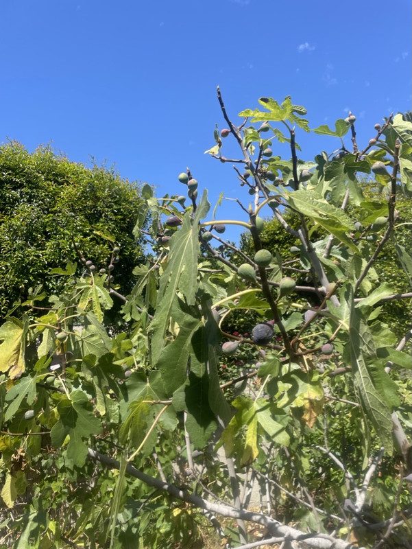 85189AAB-AD4E-40CB-A1B3-0233B04AE245_1_105_c