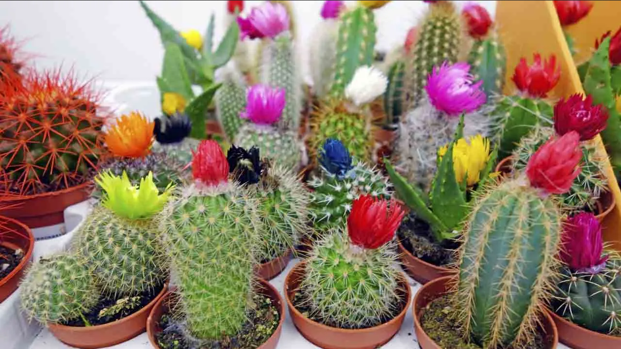 ¿Qué hacer para que tus cactus y suculentas florezcan? Estos son los trucos