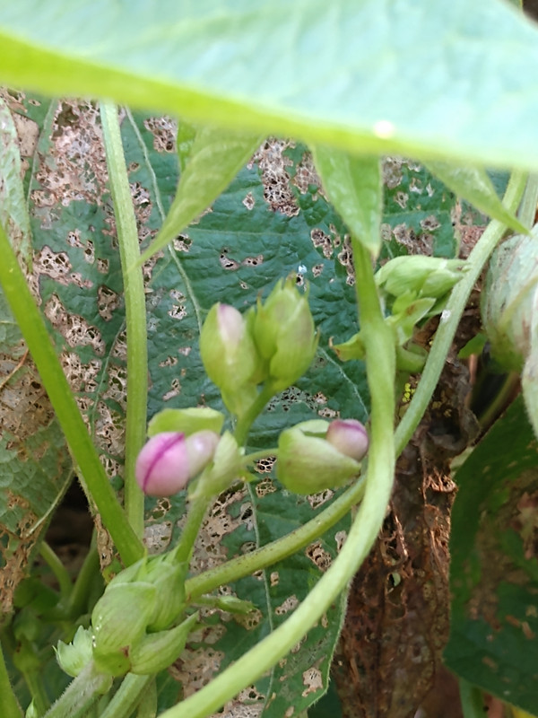 R34 Oaxacan Cream IMG_20200928_172031263