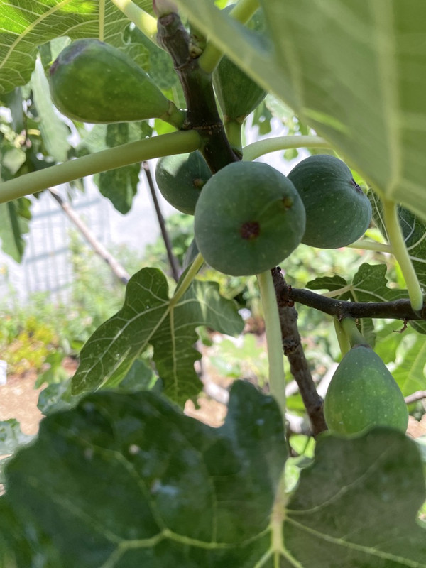 9416A8EC-7314-4954-A306-FAF2B32A5B1F_1_105_c