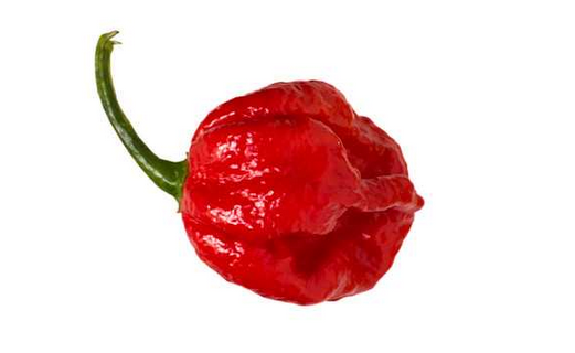 7 Pot Red (Giant)