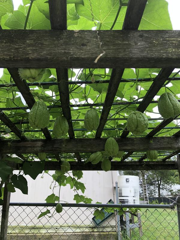 [Image: C4-C69-E19-C688-46-C3-BC14-3-E6-DE65-CEC7-D.jpg]