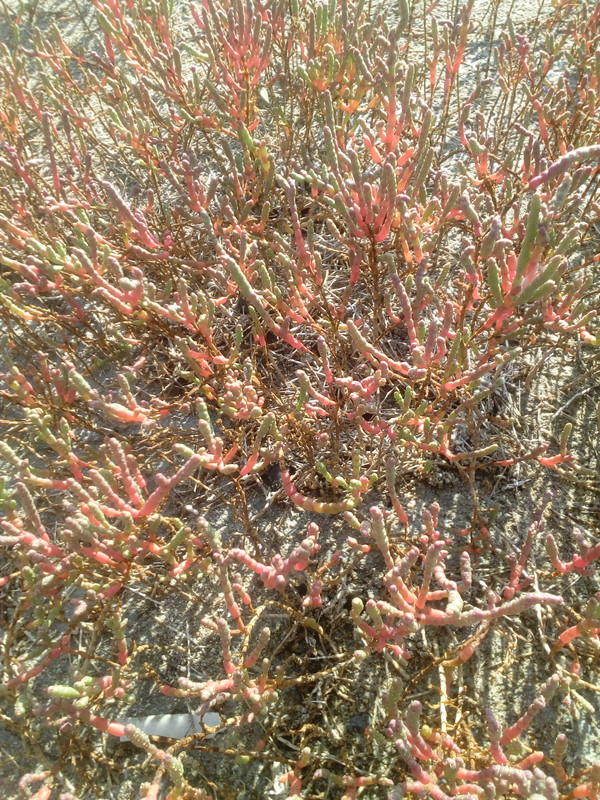 IMG_20170911_160037_3CS