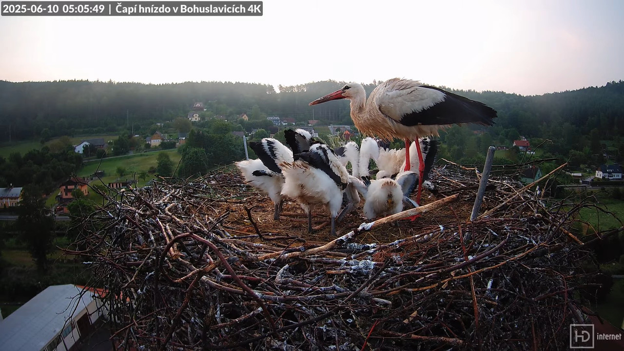 Živě z čapího komína firmy KARA v Bohuslavicích u Trutnova 7-40-7 screenshot